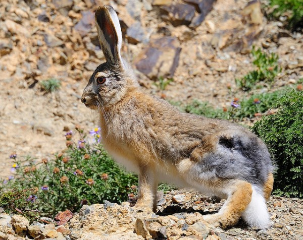 A Tibetan Woolly Hare. Visitors within living memory encountered bands of wild asses grazing – I glimpsed only one, shy and far away – and marmots and hares would watch innocently close at hand. In the past half-century, this has changed. 